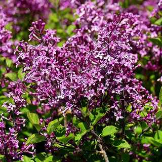 Kleinblättriger Duft-Flieder 'Dark Purple' (Syringa x cult. Bloomerang)