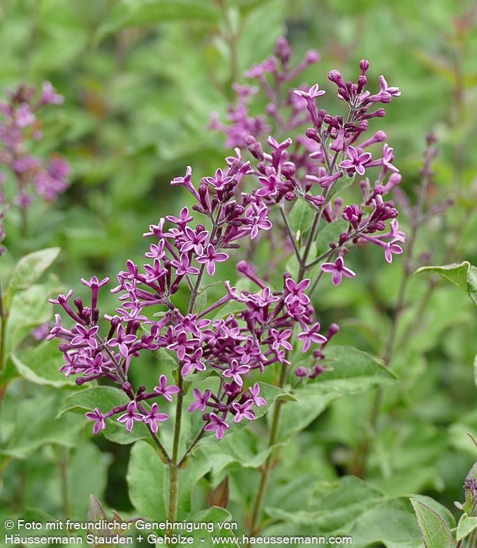 Kleinblättriger Duft-Flieder 'Dark Purple' (Syringa x cult. Bloomerang)