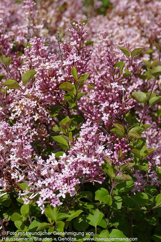 Kleinblättriger Duft-Flieder 'Pink Perfume' (Syringa x cult. Bloomerang)