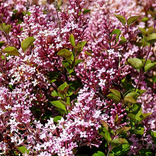 Kleinblättriger Duft-Flieder 'Pink Perfume' (Syringa x cult. Bloomerang)
