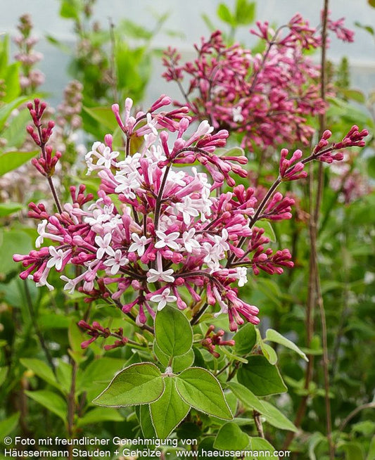 Kleinblättriger Herbst-Flieder 'Superba' (Syringa microphylla)