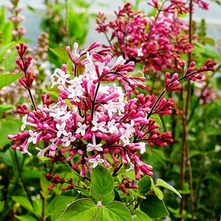 Kleinblättriger Herbst-Flieder 'Superba' (Syringa microphylla)