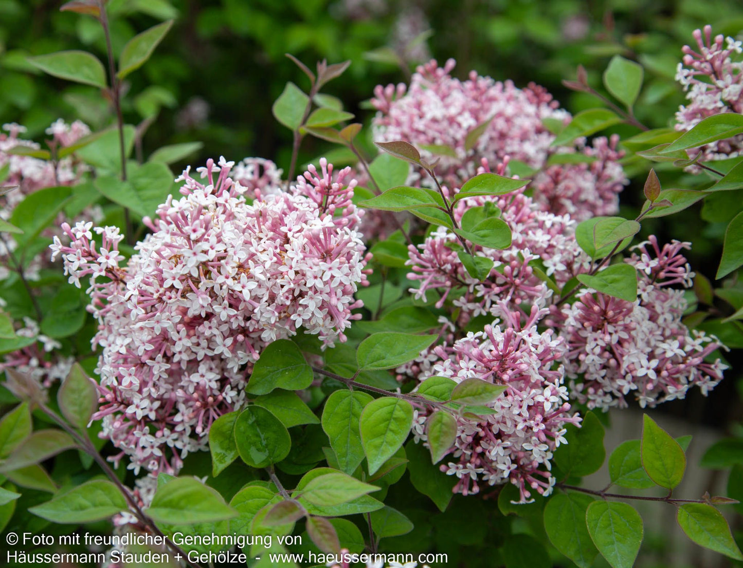 Kleinblättriger Herbst-Flieder 'Superba' (Syringa microphylla)