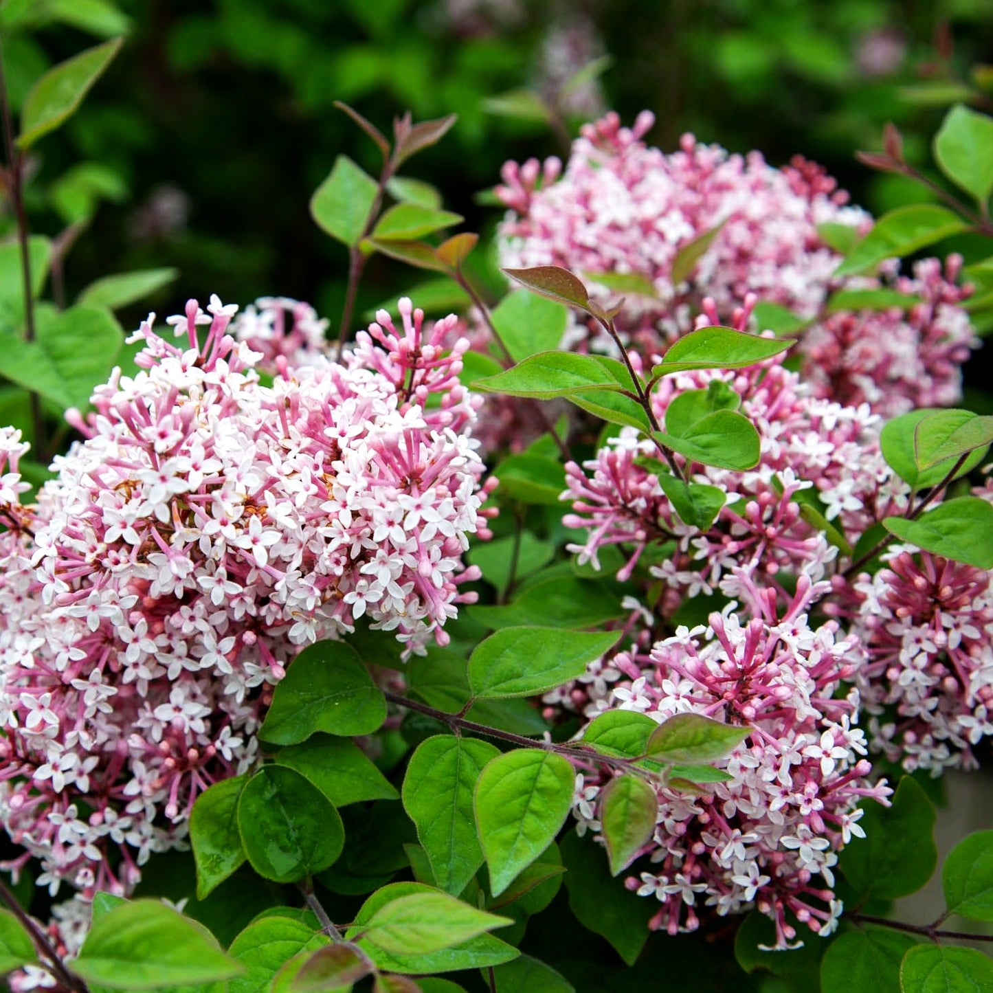 Kleinblättriger Herbst-Flieder 'Superba' (Syringa microphylla)