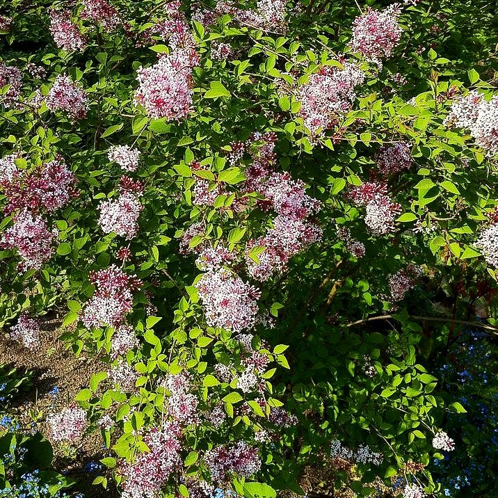 Kleinblättriger Herbst-Flieder 'Superba' (Syringa microphylla)
