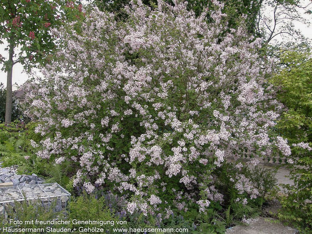 Kleinblättriger Herbst-Flieder 'Superba' (Syringa microphylla)