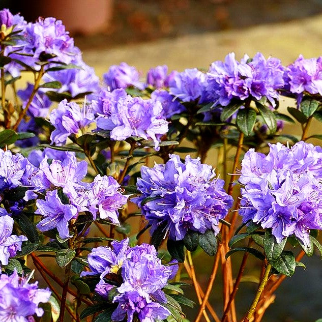 Kleinblättriger Rhododendron 'Blaue Mauritius' (Rhododendron impeditum)