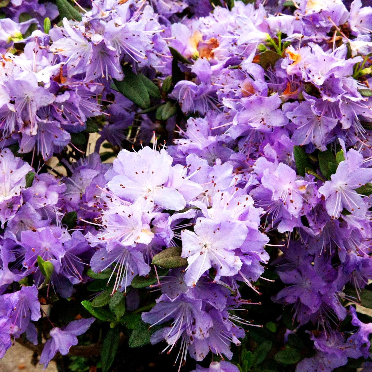 Kleinblättriger Rhododendron 'Blumiria' (Rhododendron impeditum)