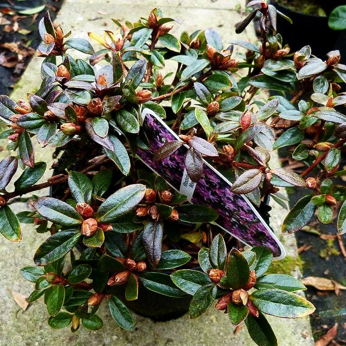 Kleinblättriger Rhododendron 'Moerheim' (Rhododendron impeditum)