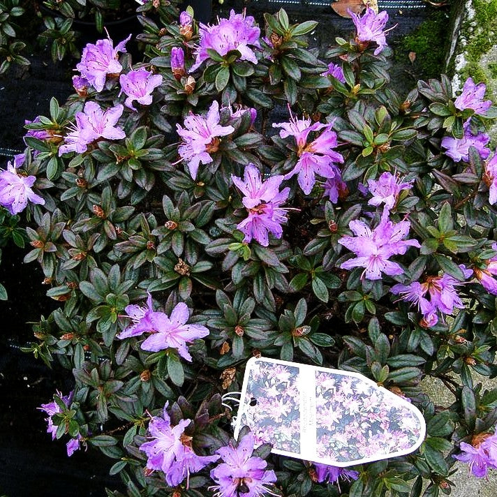 Kleinblättriger Rhododendron 'Moerheim' (Rhododendron impeditum)