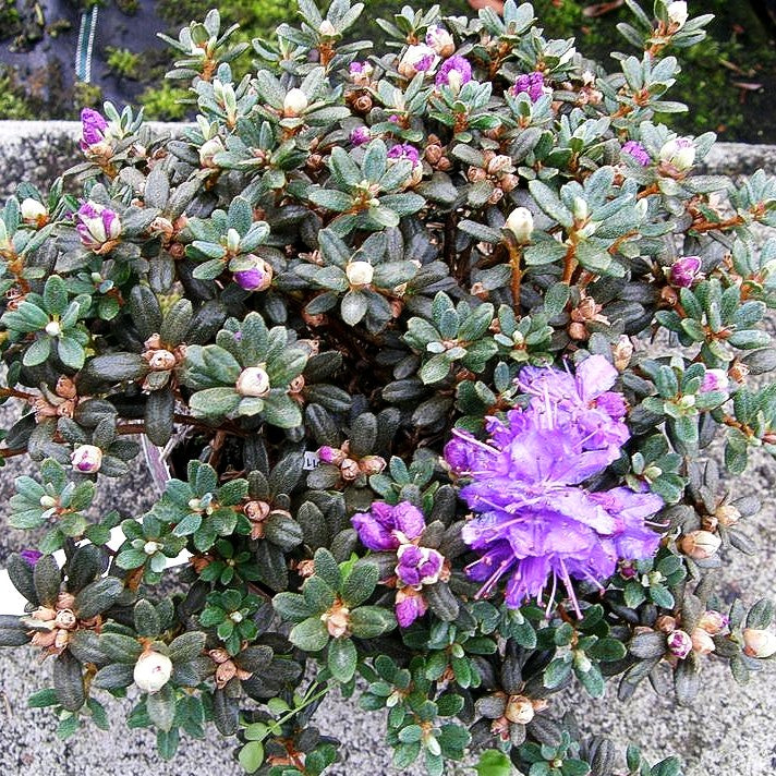 Kleinblättriger Rhododendron (Rhododendron impeditum)