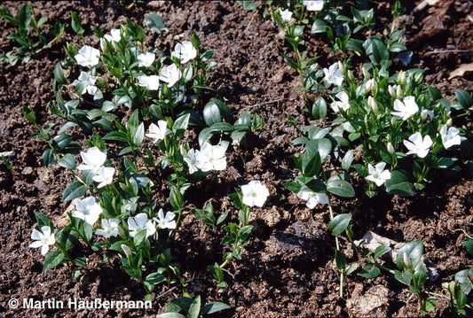 Kleinblättriges Immergrün 'Alba' (Vinca minor)