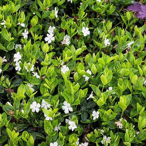 Kleinblättriges Immergrün 'Alba' (Vinca minor)