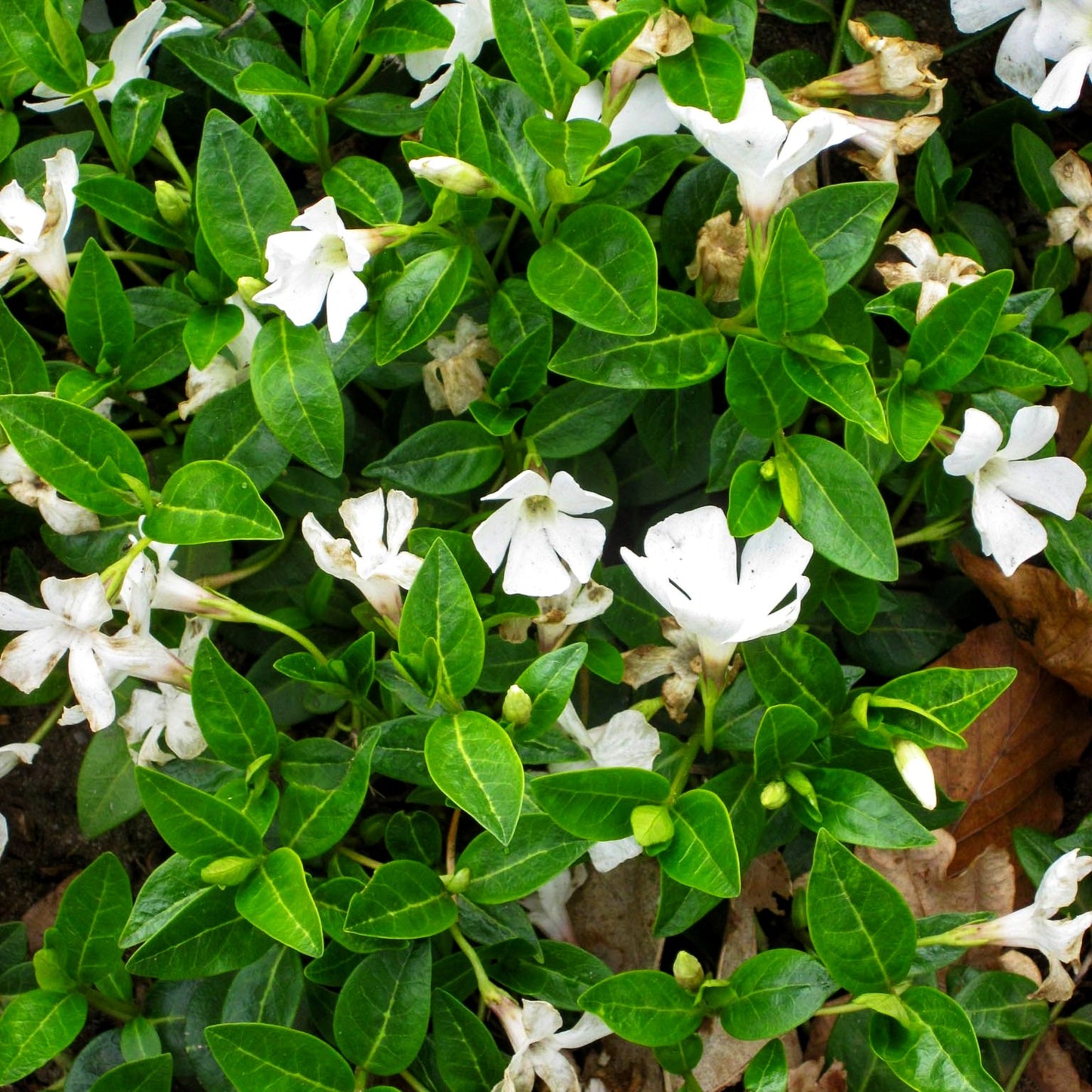 Kleinblättriges Immergrün 'Alba' (Vinca minor)