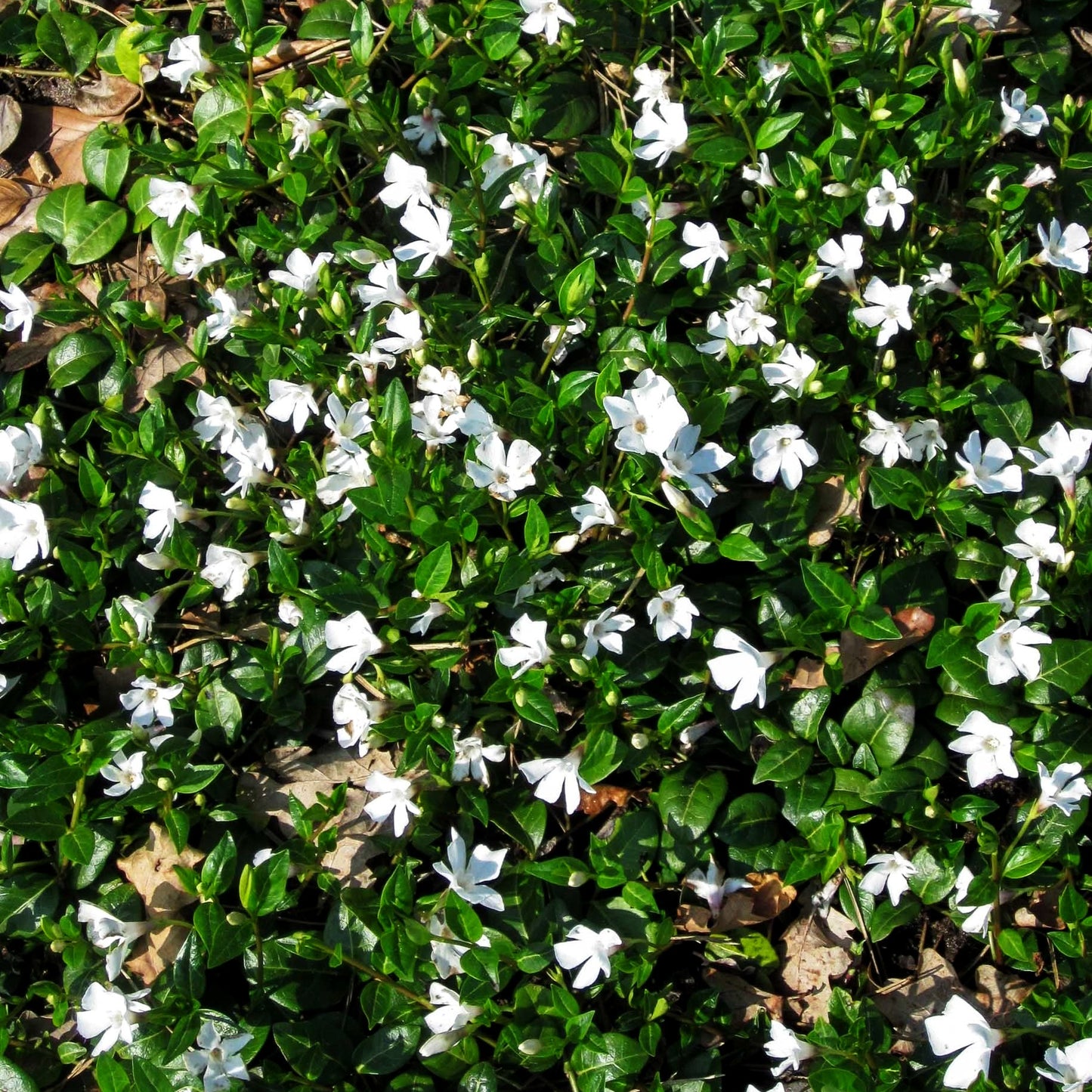 Kleinblättriges Immergrün 'Alba' (Vinca minor)