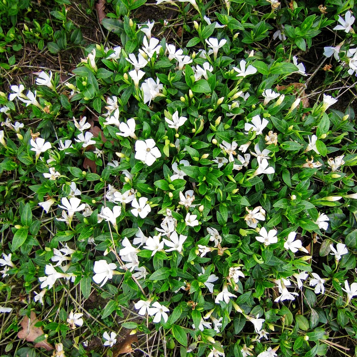 Kleinblättriges Immergrün 'Alba' (Vinca minor)
