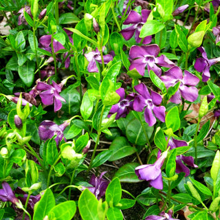 Kleinblättriges Immergrün 'Atropurpurea' (Vinca minor)