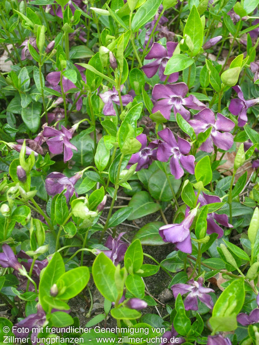Kleinblättriges Immergrün 'Atropurpurea' (Vinca minor)