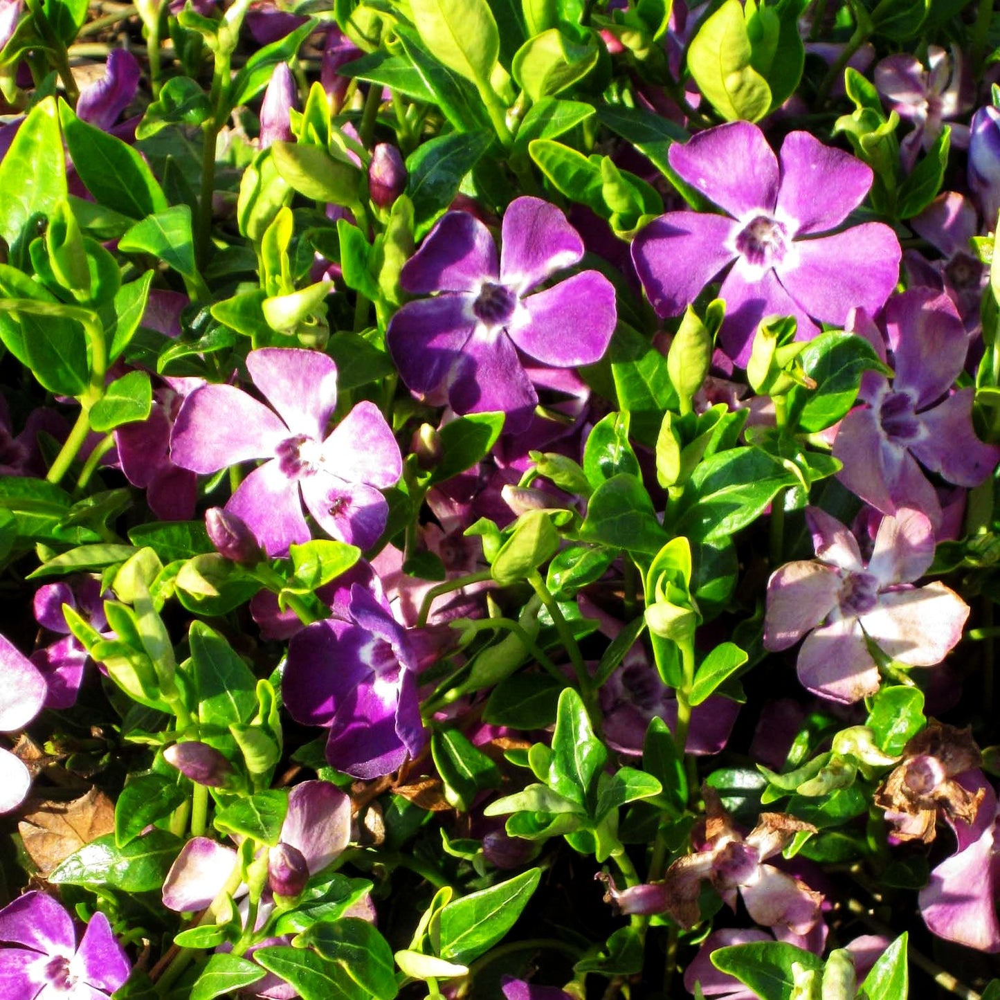 Kleinblättriges Immergrün 'Atropurpurea' (Vinca minor)