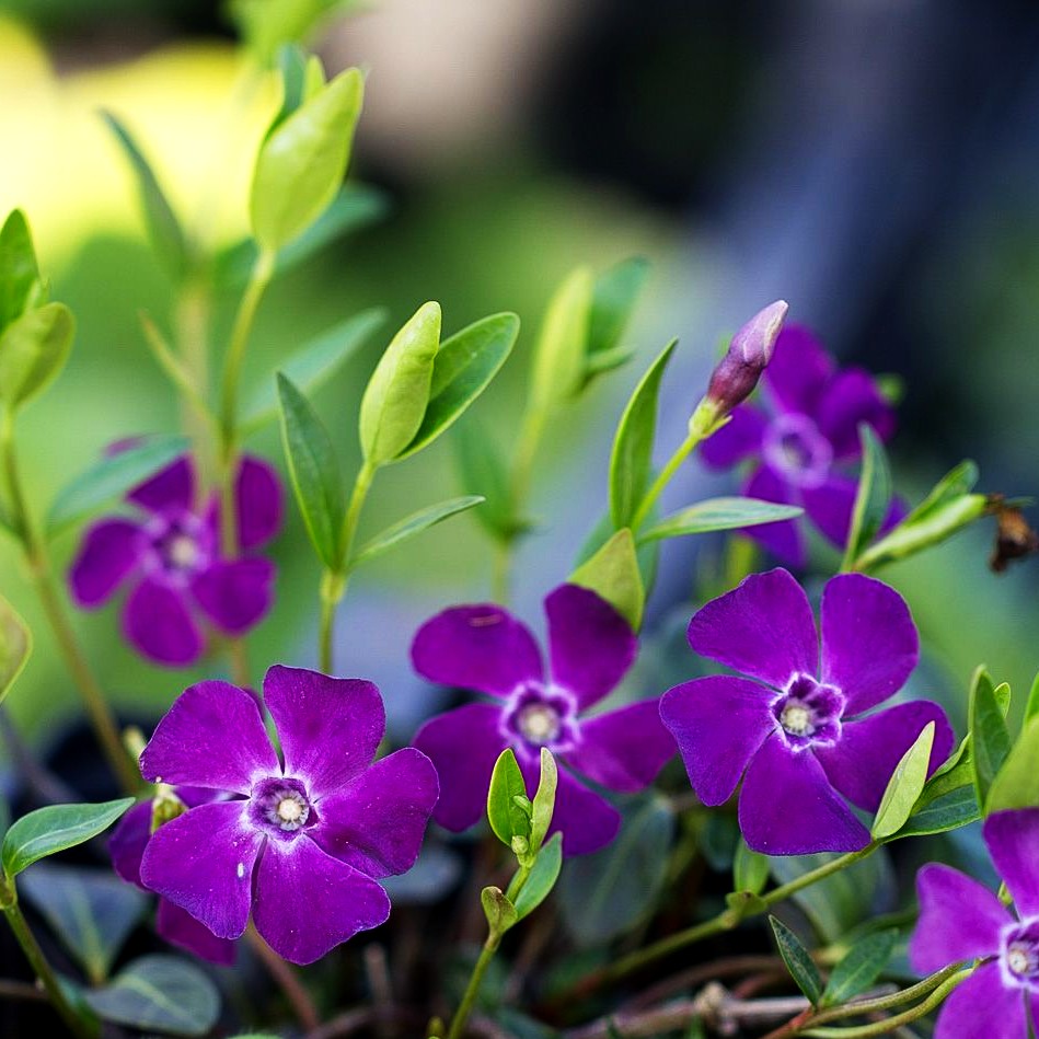 Kleinblättriges Immergrün 'Atropurpurea' (Vinca minor)