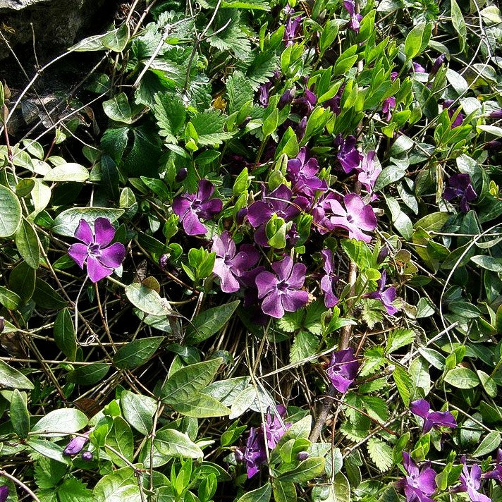 Kleinblättriges Immergrün 'Atropurpurea' (Vinca minor)