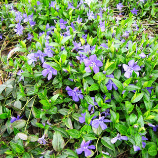Kleinblättriges Immergrün 'Bowles' (Vinca minor)