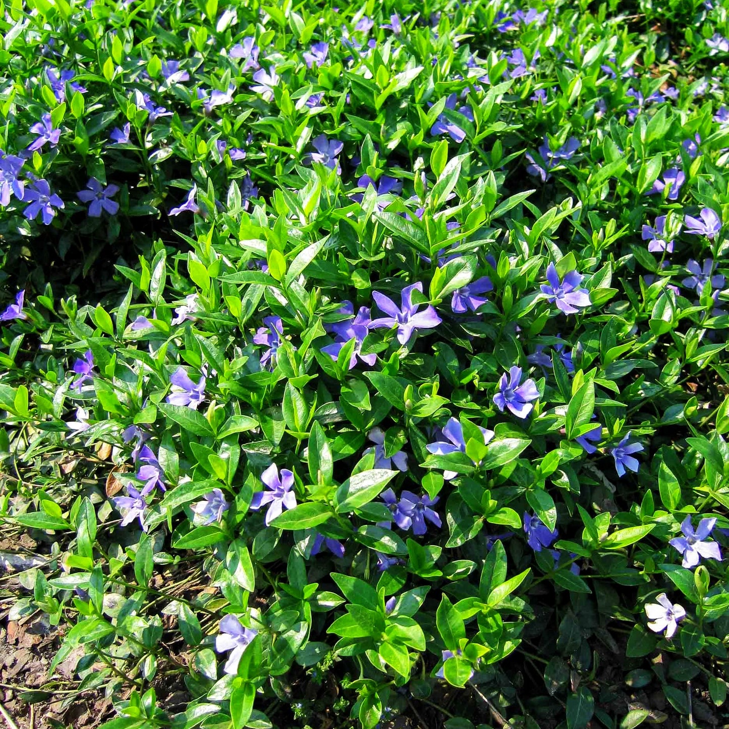 Kleinblättriges Immergrün 'Bowles' (Vinca minor)
