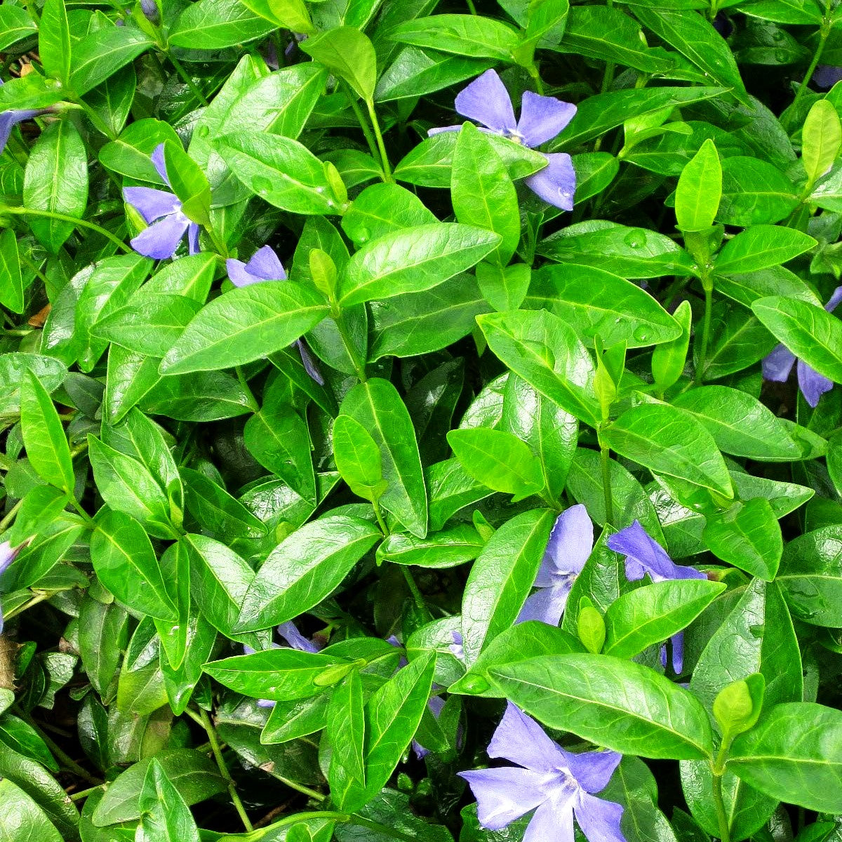 Kleinblättriges Immergrün 'Bowles' (Vinca minor)
