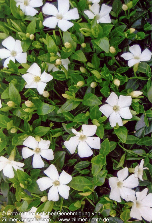Kleinblättriges Immergrün 'Elisa' (Vinca minor)