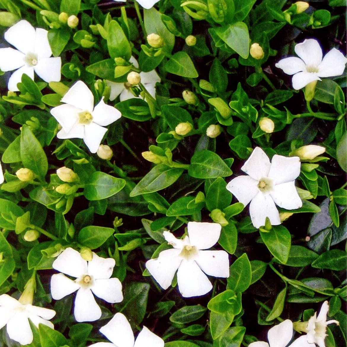 Kleinblättriges Immergrün 'Elisa' (Vinca minor)