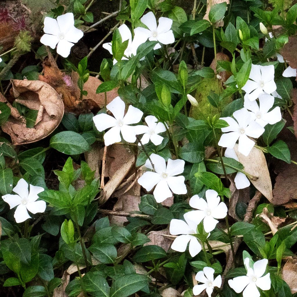 Kleinblättriges Immergrün 'Elisa' (Vinca minor)