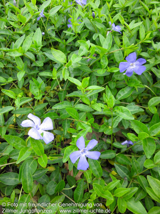 Kleinblättriges Immergrün 'Josefine' (Vinca minor)