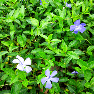 Kleinblättriges Immergrün 'Josefine' (Vinca minor)