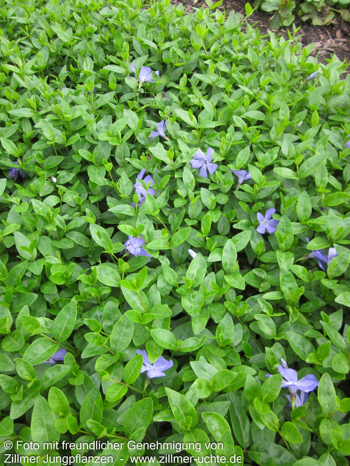 Kleinblättriges Immergrün 'Josefine' (Vinca minor)