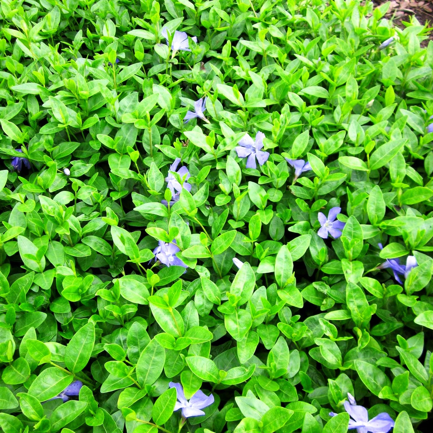 Kleinblättriges Immergrün 'Josefine' (Vinca minor)