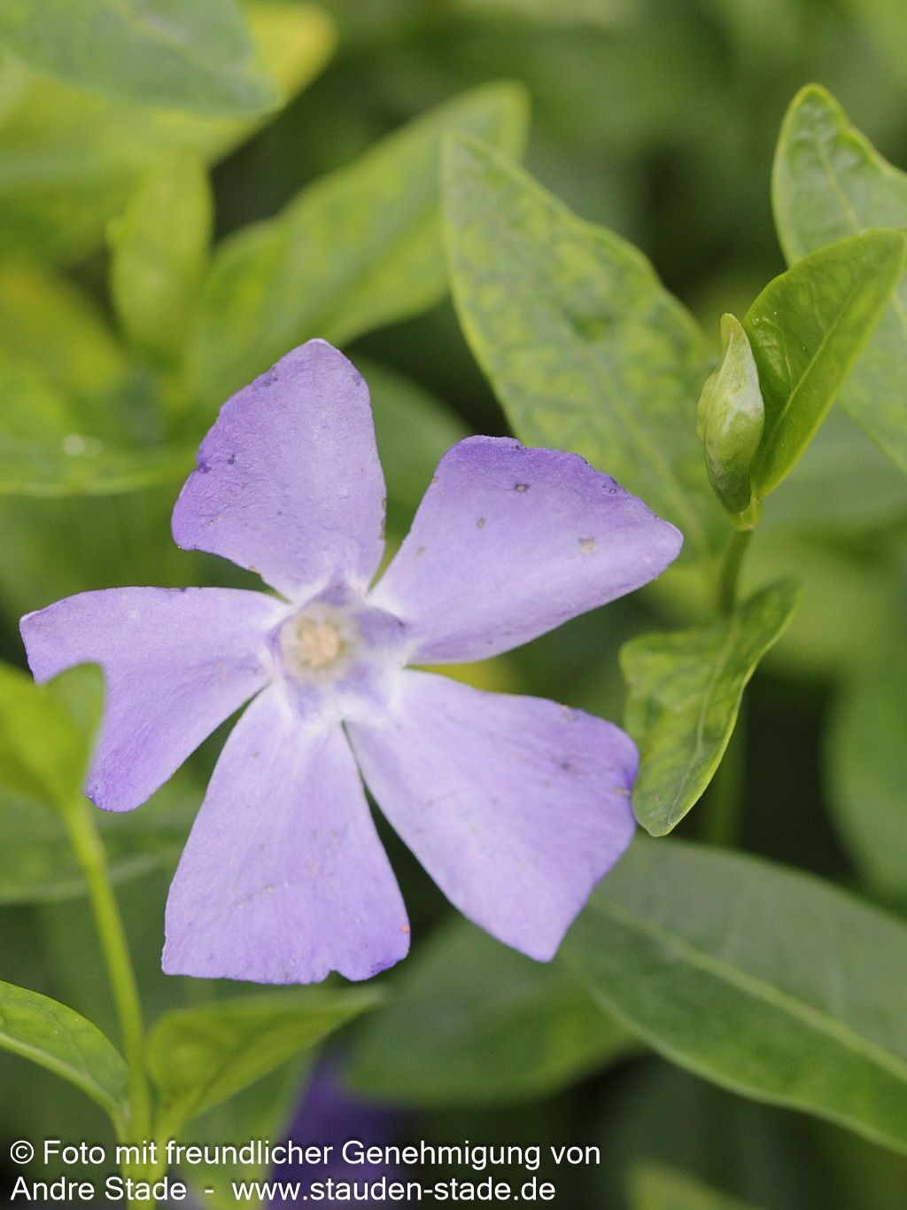 Kleinblättriges Immergrün 'Josefine' (Vinca minor)