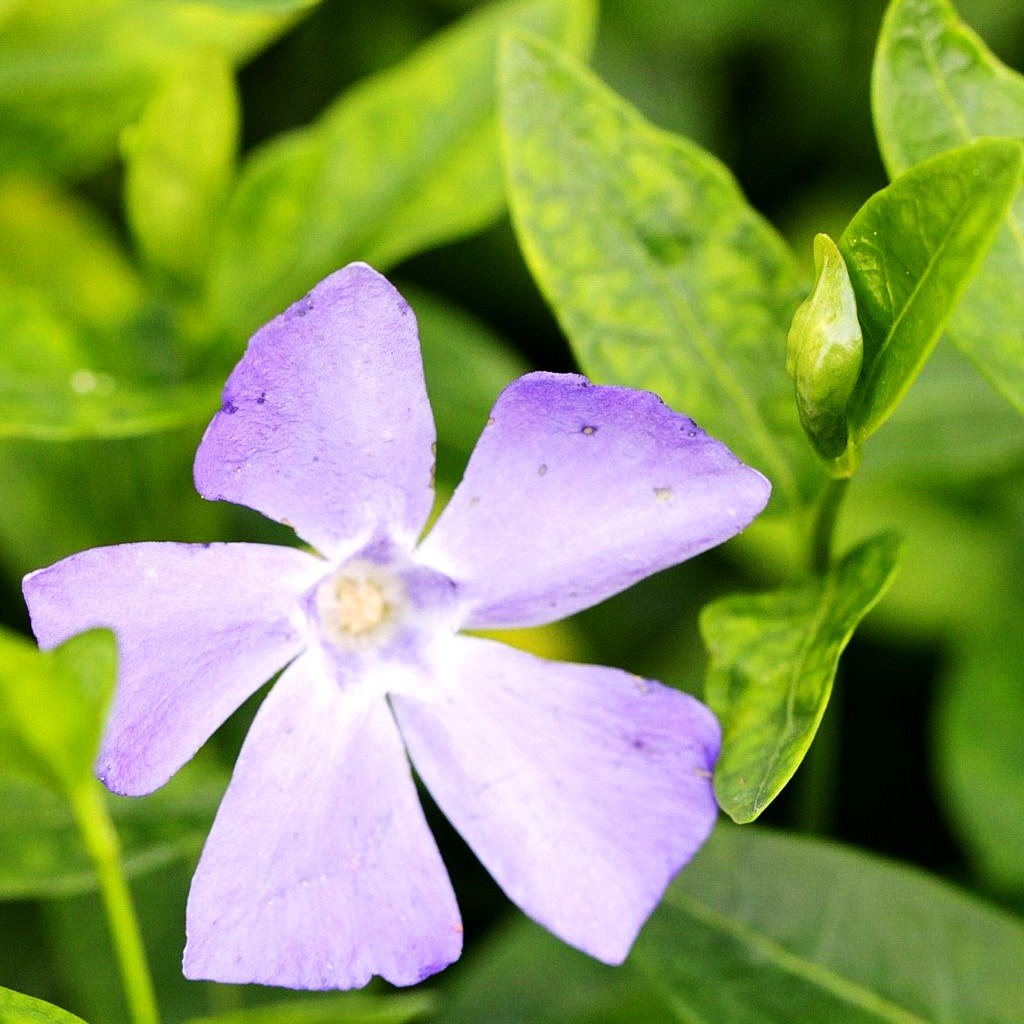 Kleinblättriges Immergrün 'Josefine' (Vinca minor)