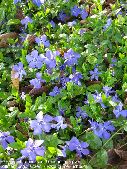 Kleinblättriges Immergrün 'Marie' (Vinca minor)