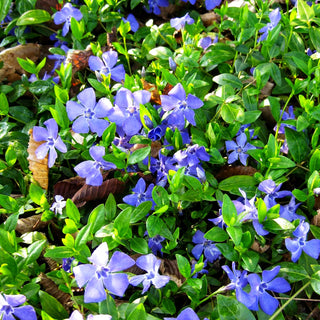 Kleinblättriges Immergrün 'Marie' (Vinca minor)