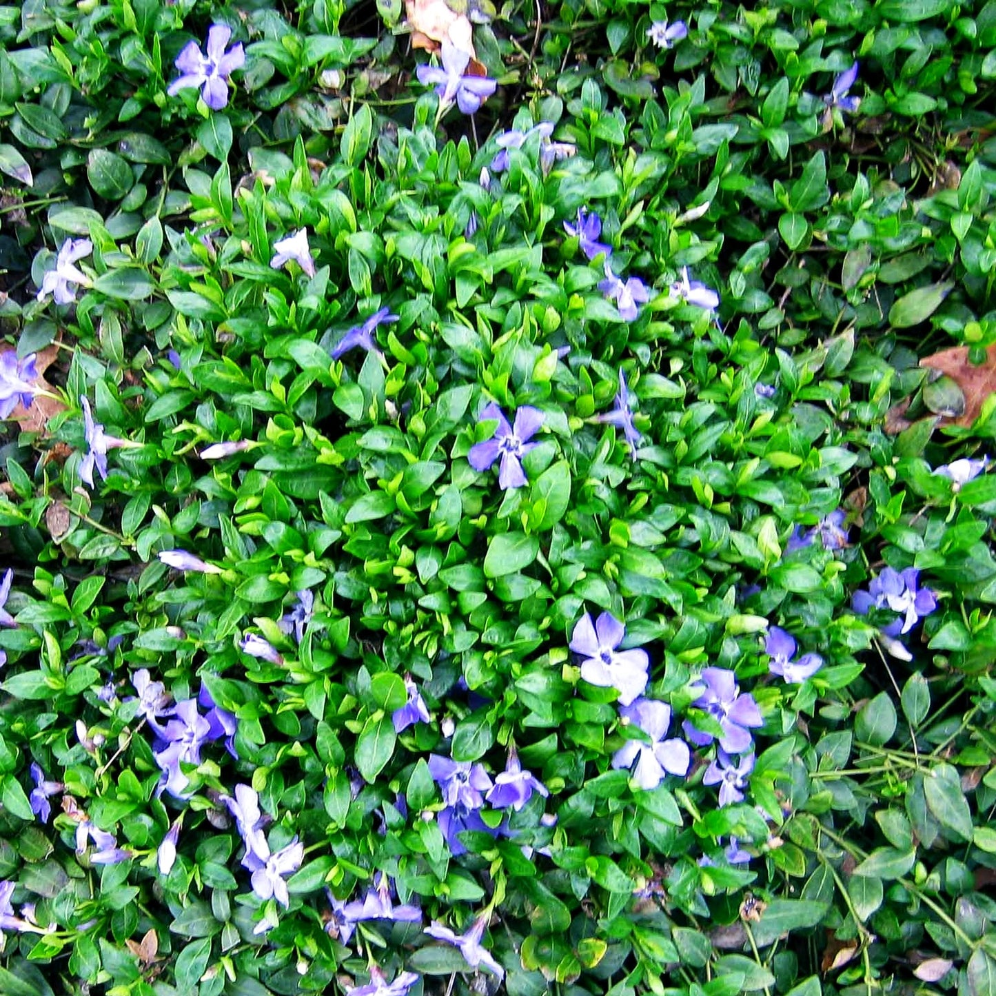 Kleinblättriges Immergrün 'Marie' (Vinca minor)