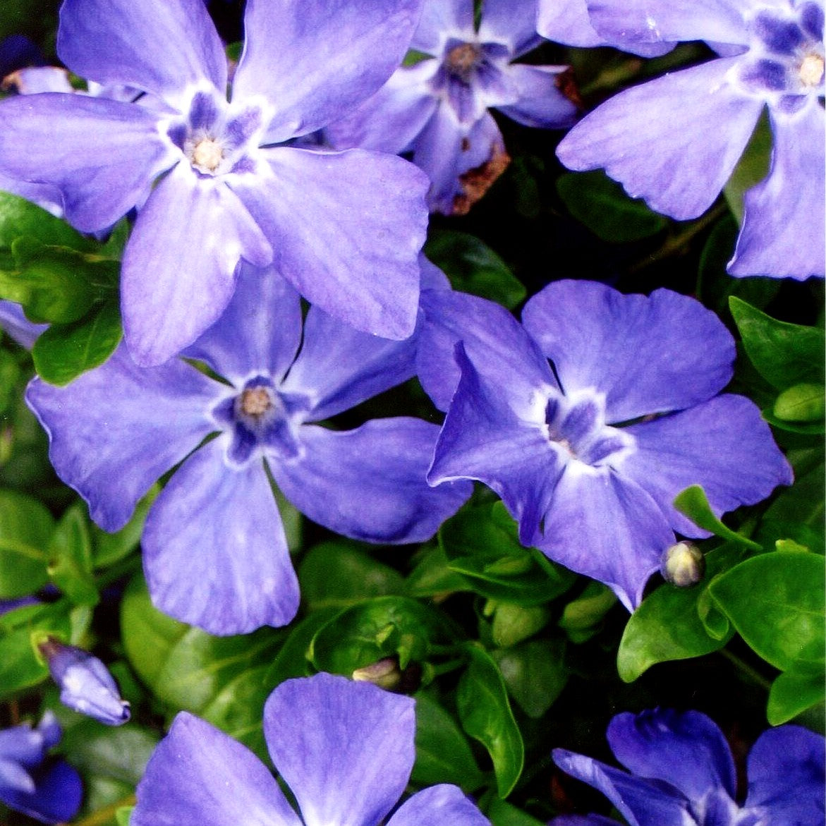 Kleinblättriges Immergrün 'Marie' (Vinca minor)