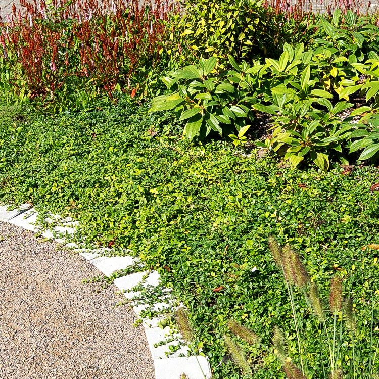 Kleinblättriges Immergrün 'Marie' (Vinca minor)