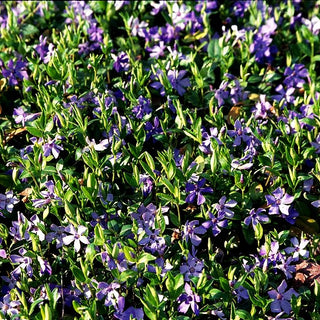 Kleinblättriges Immergrün (Vinca minor)