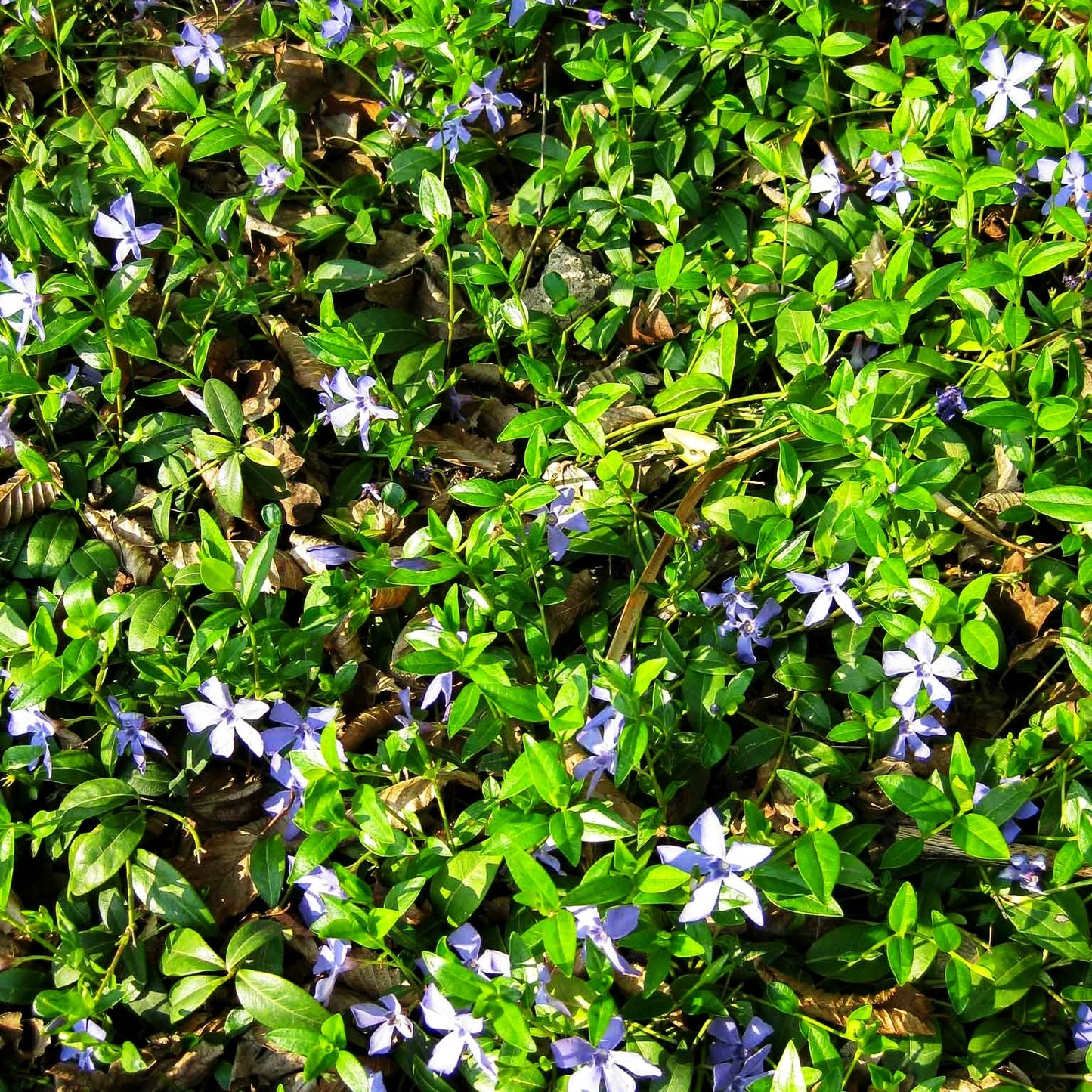 Kleinblättriges Immergrün (Vinca minor)