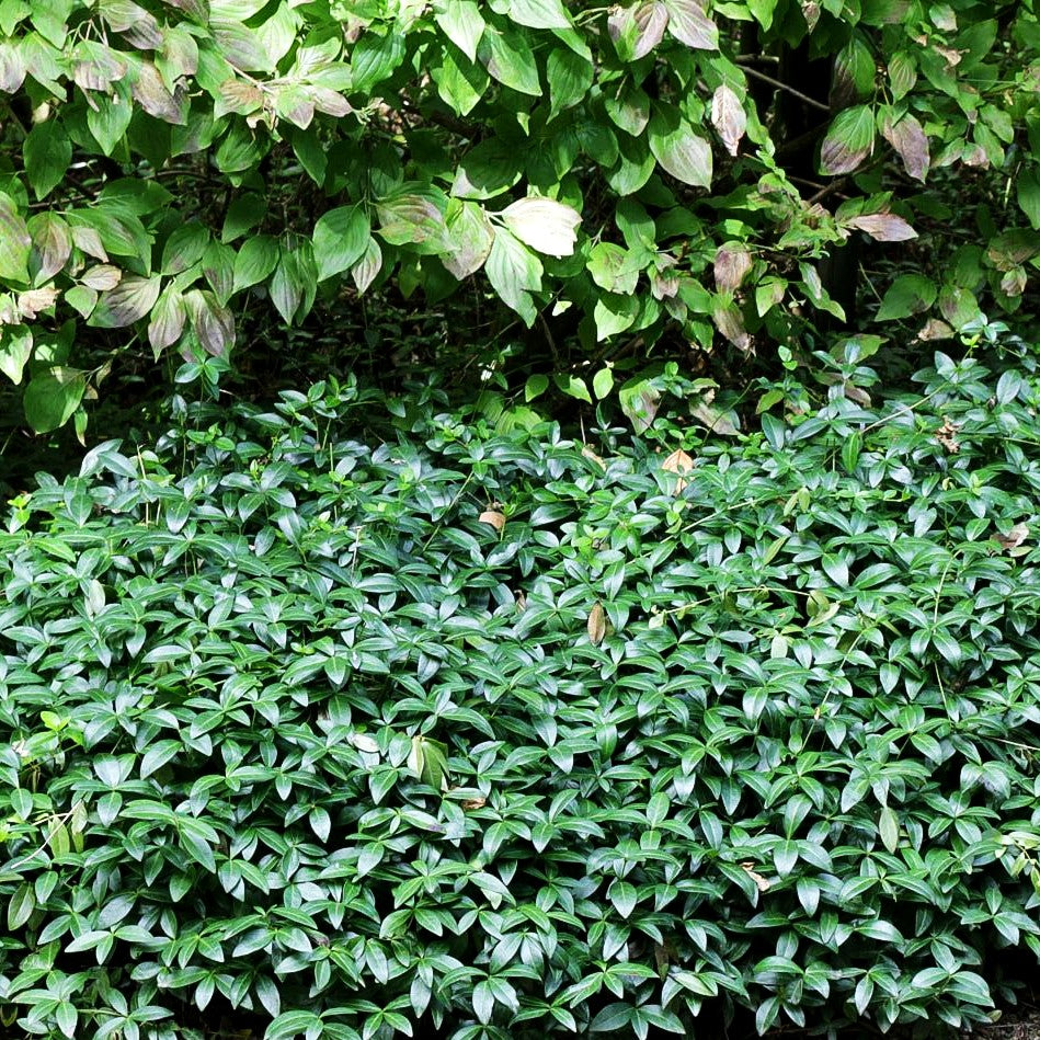 Kleinblättriges Immergrün (Vinca minor)