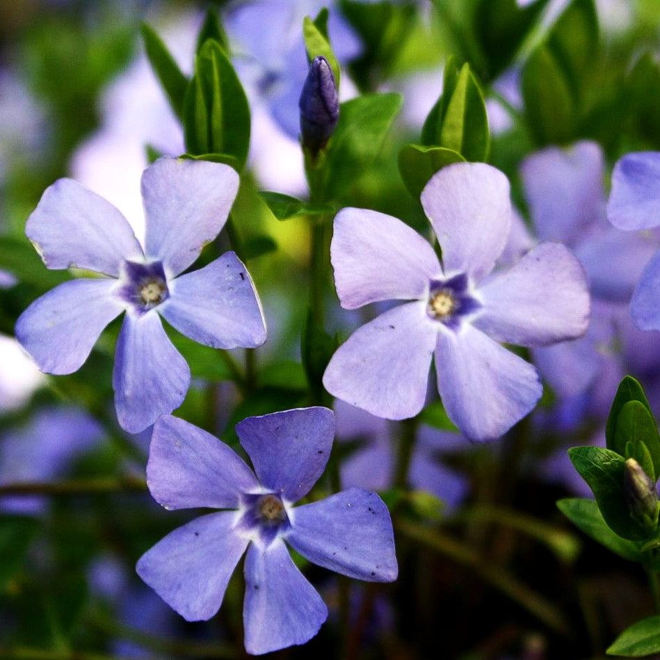 Kleinblättriges Immergrün (Vinca minor)