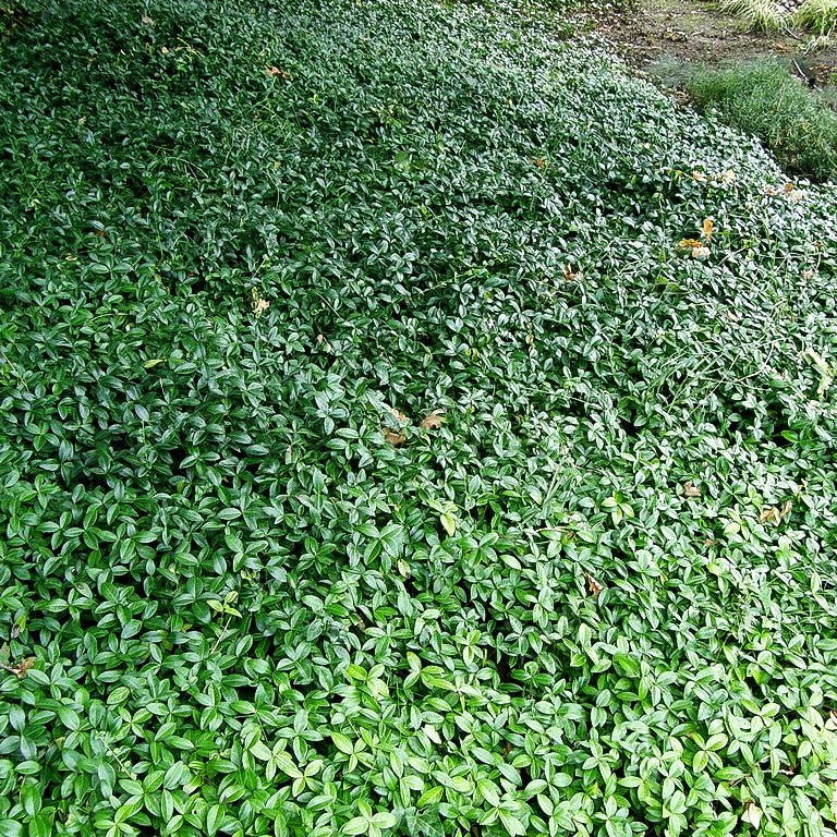 Kleinblättriges Immergrün (Vinca minor)