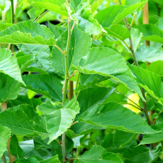 Kleinbleibender Maulbeerbaum 'Mojo Berry' (Morus rotundiloba)