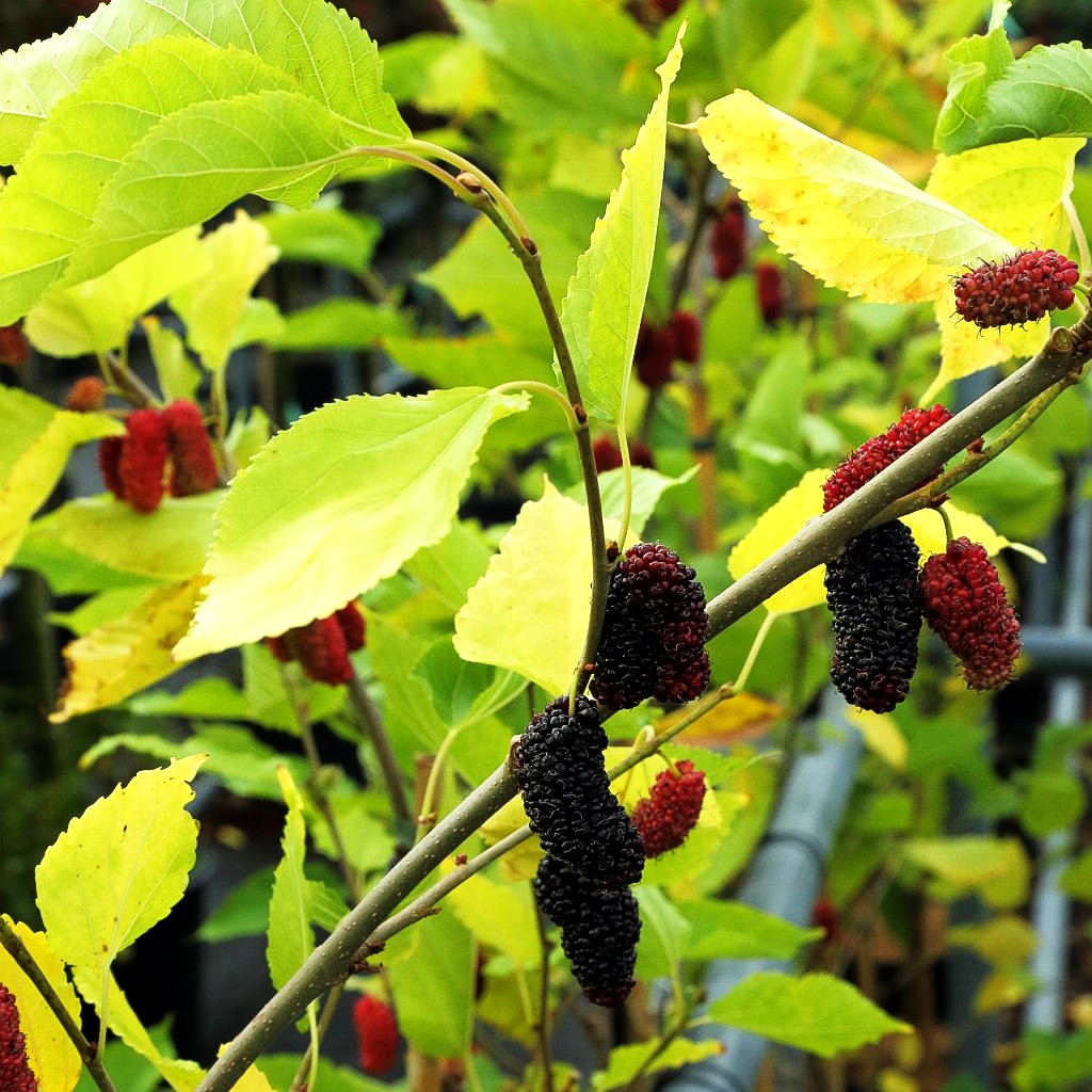 Kleinbleibender Maulbeerbaum 'Mojo Berry' (Morus rotundiloba)