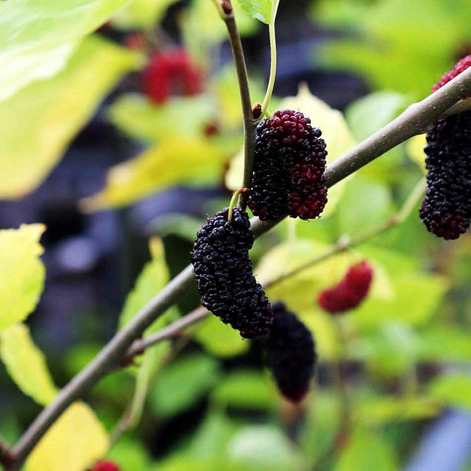 Kleinbleibender Maulbeerbaum 'Mojo Berry' (Morus rotundiloba)